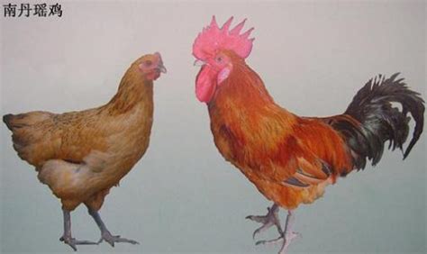 南丹瑶鸡-名特食品图谱-图片