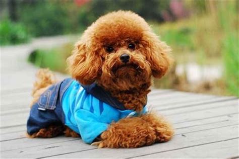 可爱的泰迪犬高清图片下载-正版图片500669014-摄图网