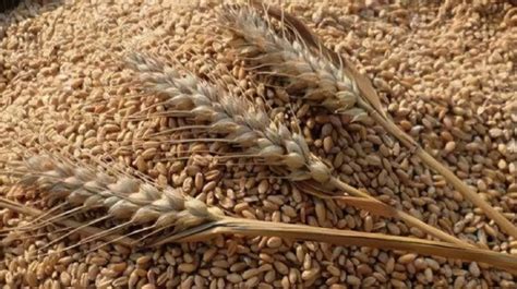 黑小麦麦种多少钱一斤-长景园林网