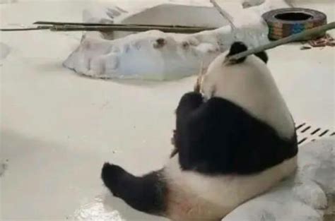 网友称兰州动物园大熊猫被虐待且有伤，国家林业局回应正调查_绿政公署_澎湃新闻-The Paper