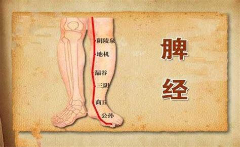 肝经络图及走向图图片