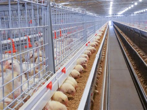 全自动鸡笼子-自动化养鸡场-全自动养鸡-自动化鸡舍