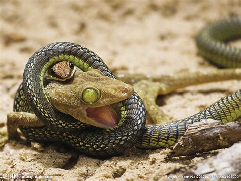 世界十大毒蛇图片 - 随意贴