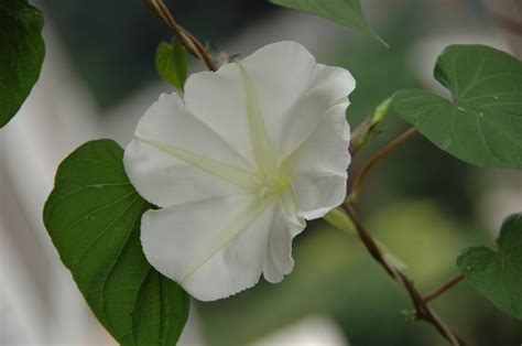 月光花图片
