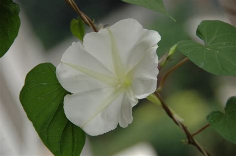 月亮花植物,月亮花_大山谷图库