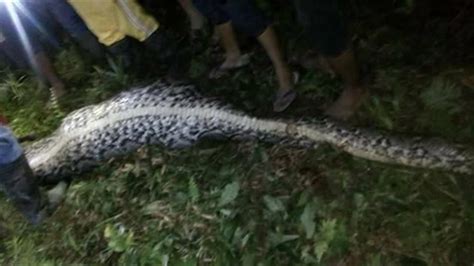 印度尼西亚捕获世界最大蟒蛇 -神奇动物-三支脚人才网