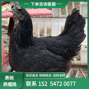 五黑鸡图片