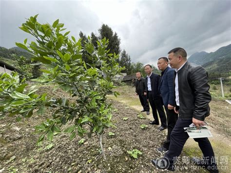 印江杨柳镇：百亩蜂糖李迎来开采季-贵阳网