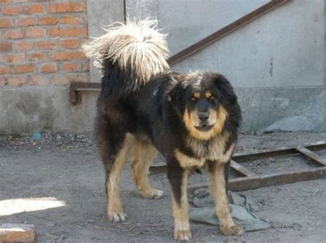 全世界第一巨犬——西班牙獒，气势凶猛赛过藏獒，却无人所知__财经头条