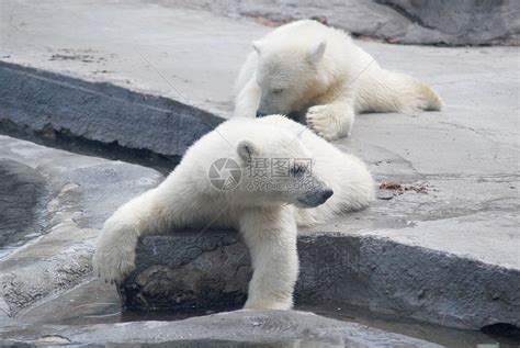 两只白熊幼熊 躺在石头上野生动物幼兽婴儿孩子动物掠夺性哺乳动物动物园捕食者荒野高清图片下载-正版图片320751587-摄图网