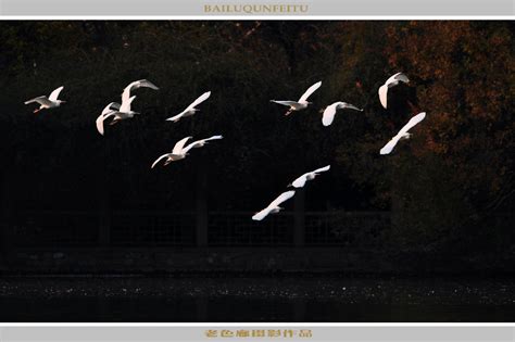【白鹭群飞图摄影图片】上海动物园生态摄影_老色廊摄影博客_太平洋电脑网摄影部落