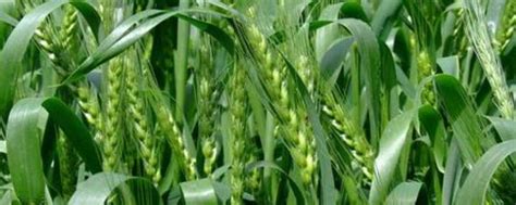邯麦16号小麦种子特征特性，平均生育期240天 - 农宝通