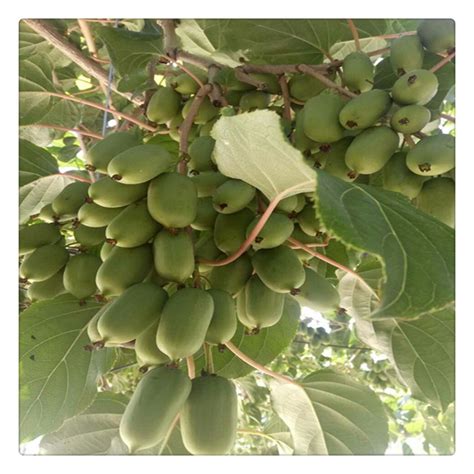猕猴桃种植条件与气候，喜温、喜湿、喜光、喜水 - 农敢网