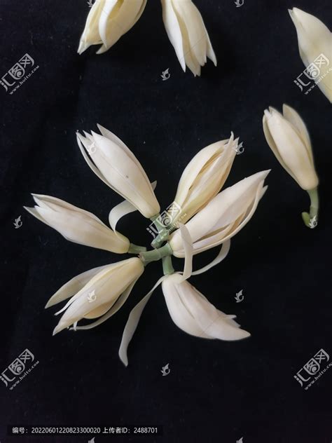 黄果兰图片