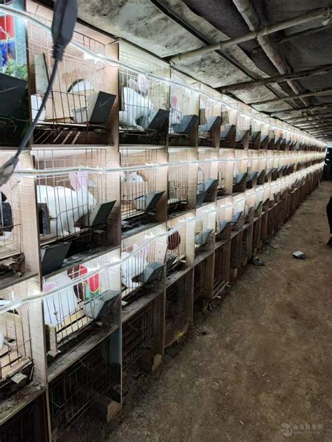 走近四季沐歌暖通工程案例实地|宁夏隆德肉兔养殖场暖通解决方案 - V客暖通网