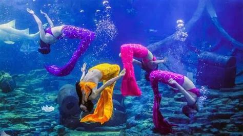 网红徐州海底世界，可爱的小海豚和漂亮的美人鱼可不能错过！_珊瑚_海洋_水母
