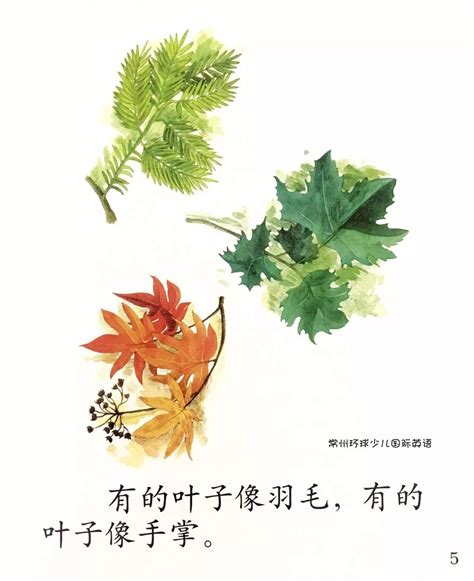 【阅读漂流】中班绘本课《植物的叶子》
