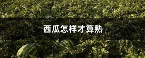 西瓜营养方案(海南)-康朴新肥科技(深圳)有限公司