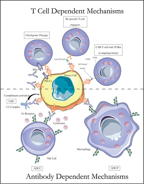 肿瘤免疫新型抗体家族：TCR样抗体（TCR-like antibodies） 癌症免疫治疗在近些年来被认为是一项重大的科学突破，而抗体治疗是这 ...