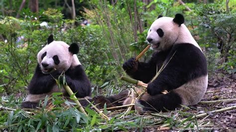 吃竹子的大熊猫高清图片下载_红动中国