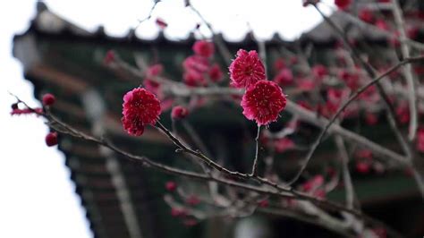 春色满园关不住，一枝红杏出墙来。全诗意思及赏析 | 古文学习网