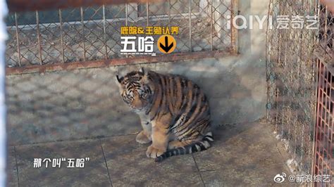 五哈团认养老虎，鹿晗、王勉的小老虎被起名“五哈”……