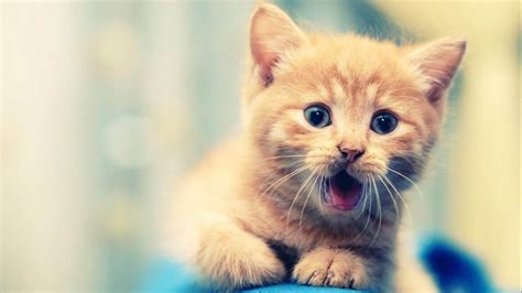 猫咪奇葩又好听的名字,小猫怎么取名字好听又可爱 - 瑞名网