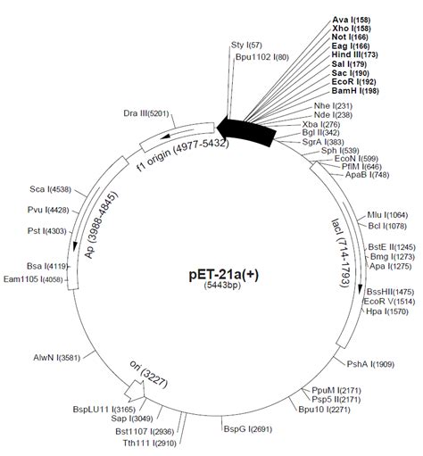 pET-21b(+)大肠杆菌表达载体说明_word文档在线阅读与下载_免费文档