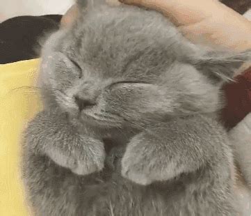 猫咪动态图图片