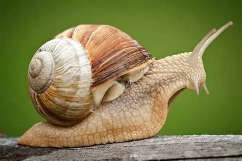 水蜗牛和螺的区别-农百科