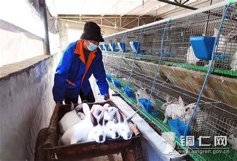 沿河大山村：肉兔产业实现“开门红”_铜仁网