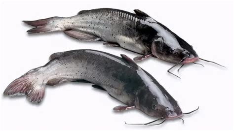 我国天南海北淡水鱼种类繁多，你都认识吗？看这些图就懂了（下）|淡水鱼|温水|天南海北_新浪新闻