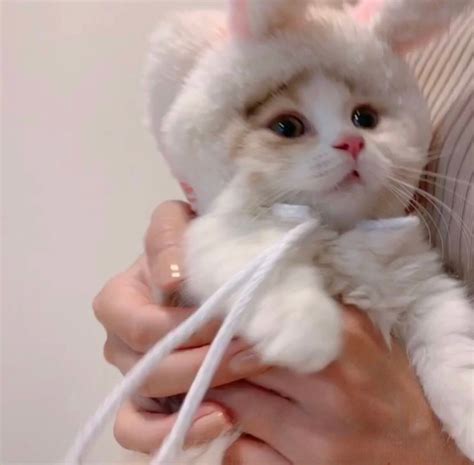 非主流头像小猫