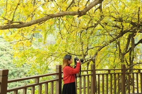 湖北十堰：千年古银杏树穿“金装”-人民图片网