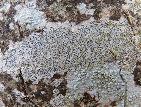 Lichens marins