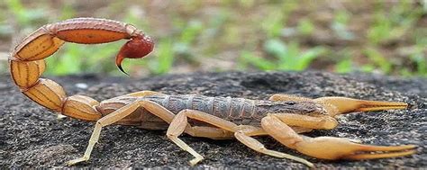 蝎子吃什么东西 - 知百科