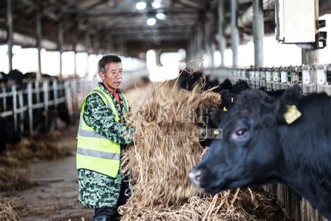 贵州黔西：生态养牛 助农增收-人民图片网