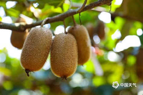 上虞猕猴桃 自家种植的猕猴桃，味道甜美 - 绿果网