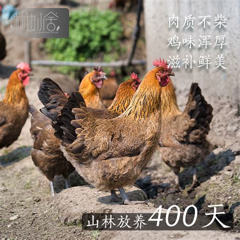 [土鸡苗批发]灵山土鸡 统货价格1元/只 - 惠农网