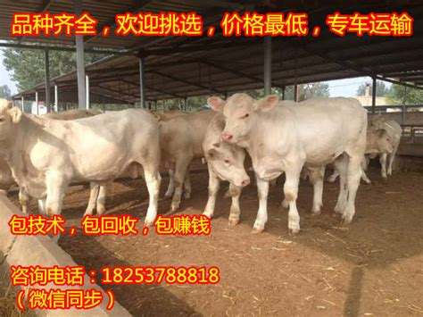 内蒙古活牛市场价格卖活牛一头送货到家_全国__牛-食品商务网