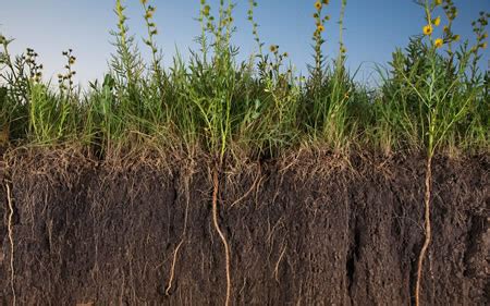 根是作物的生命，养好根系才能增产增收，那么如何让根系爆发式生根？_科普中国网