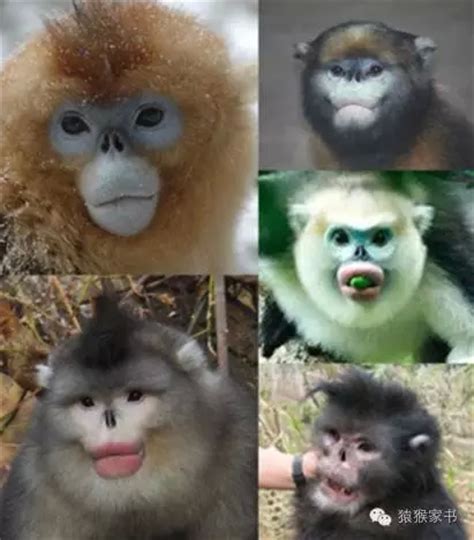 绍兴一动物园现“国字脸”猴 园方：叫黑帽悬猴 属濒危物种