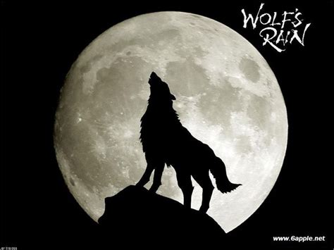 狼对着月亮嚎叫高清摄影大图-千库网