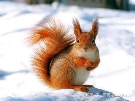 黄山松鼠（中国生物多样性红色名录近危物种）_尚可名片