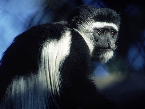 【白头叶猴摄影图片】生态摄影_PRF60Y_太平洋电脑网摄影部落