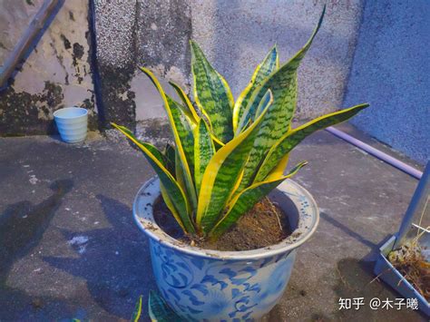 虎皮兰图片