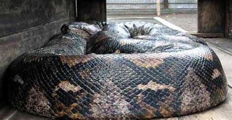 世界上最大的莽蛇什么样 秒懂：世界上最大的蛇有多大 - 遇奇吧