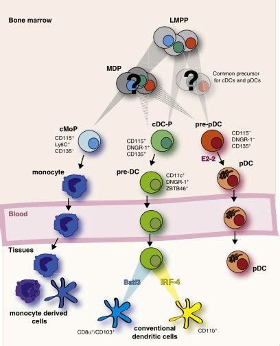 树突状细胞（DC细胞）特征及应用进展综述-CSDN博客