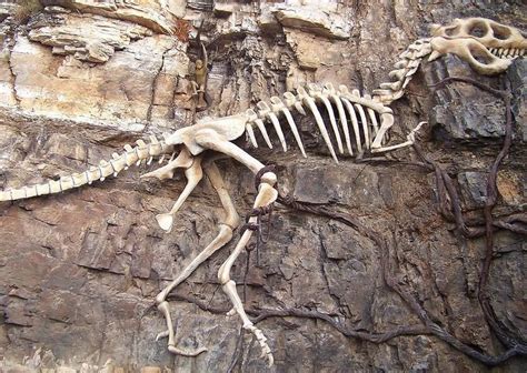 赣州市博物馆内陈列的恐龙化石