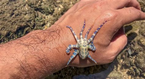 蓝环章鱼火遍全网，专家：最毒的动物之一，不要好奇去吃，不提倡当宠物养_手机新浪网